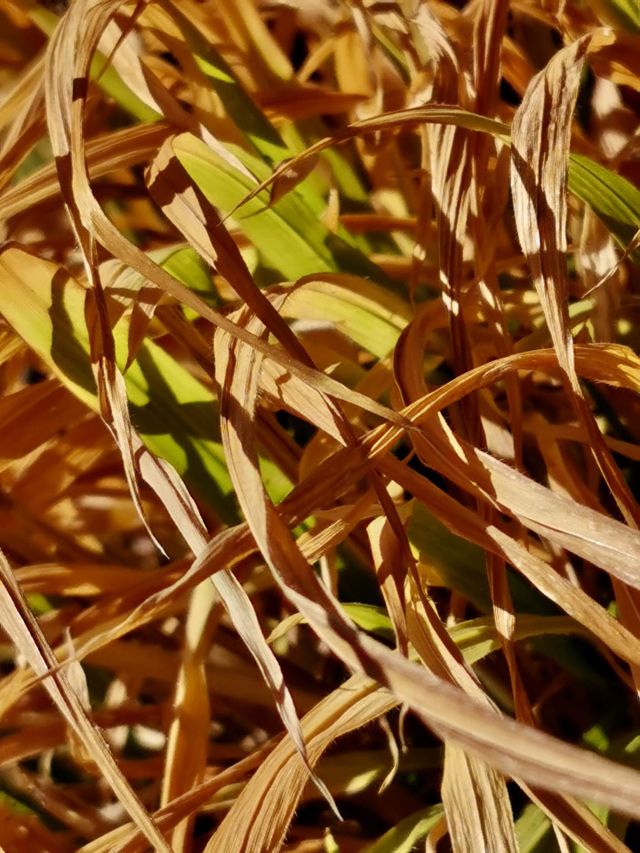 Winter green grass 