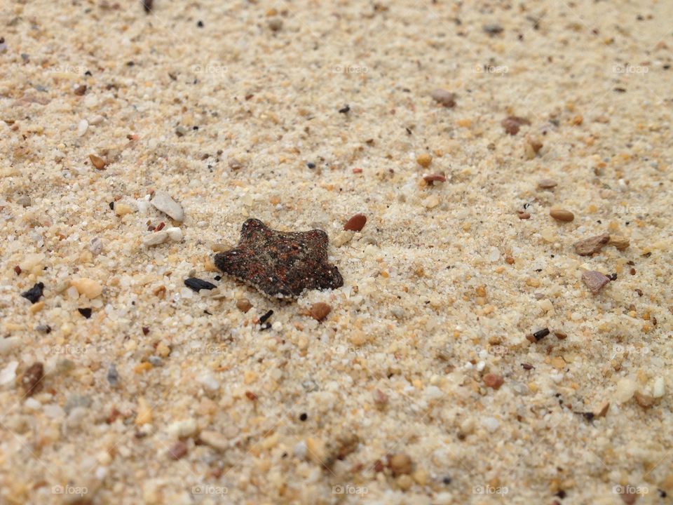 Starfish in the beach