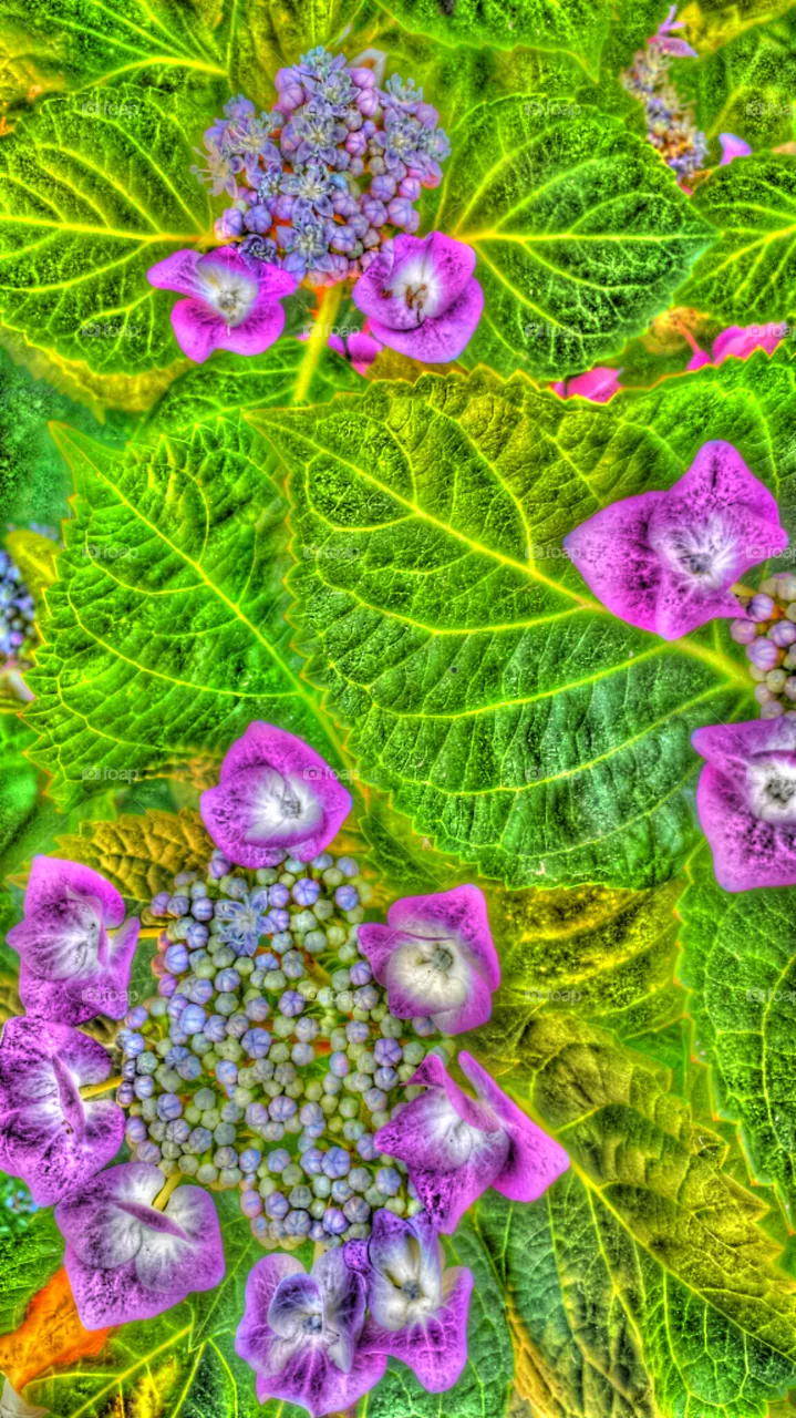 Hydrangeas