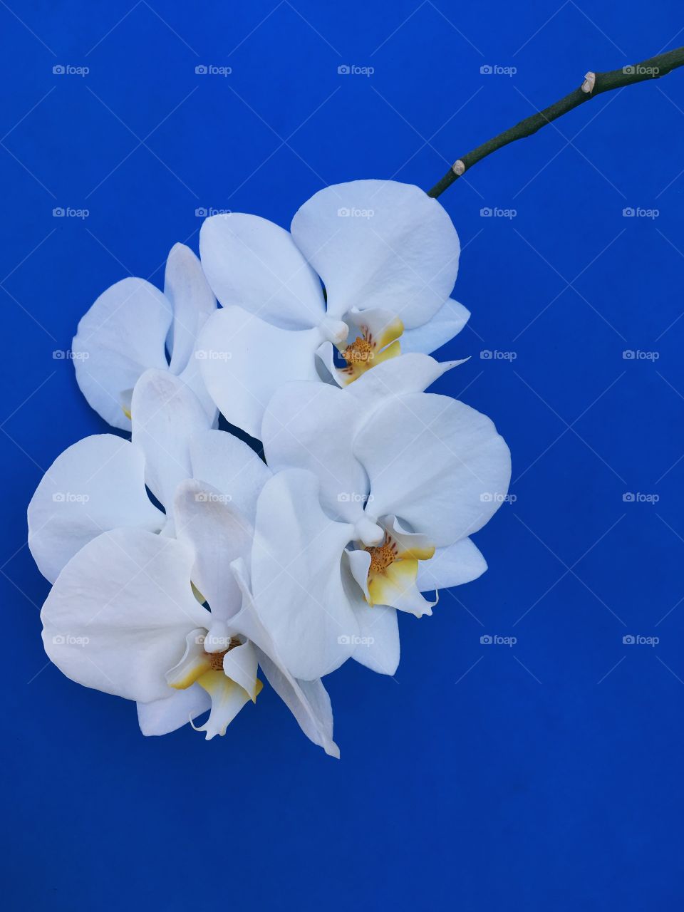 White orchid on a blue background 