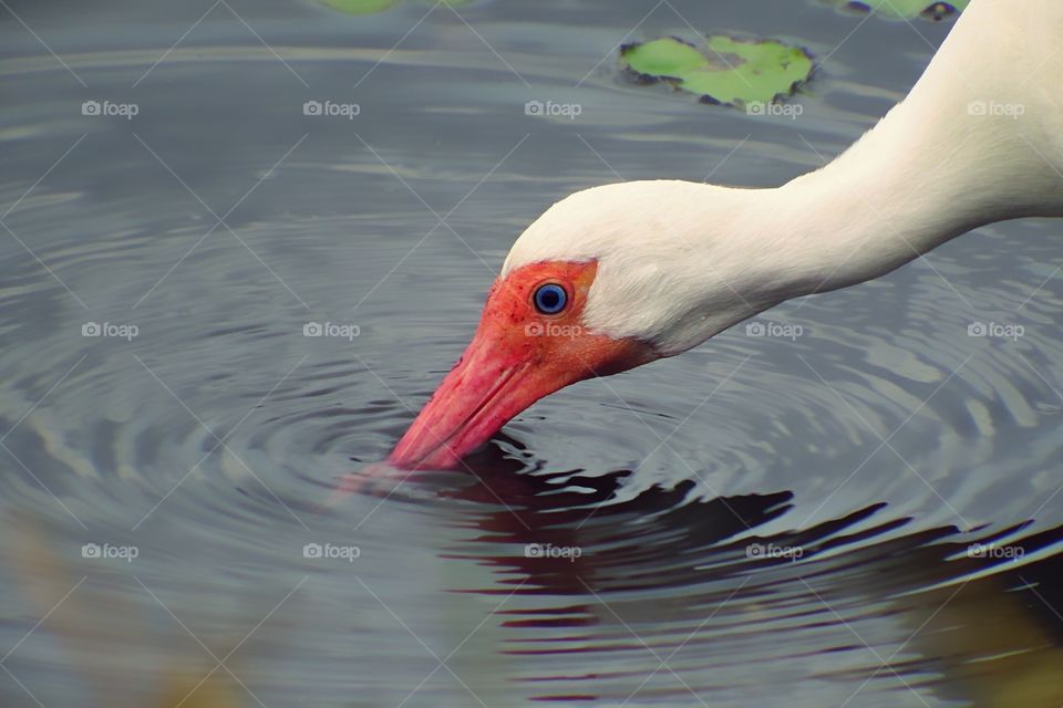 Beautiful male White Ibis in breeding plumage fishing in the water.