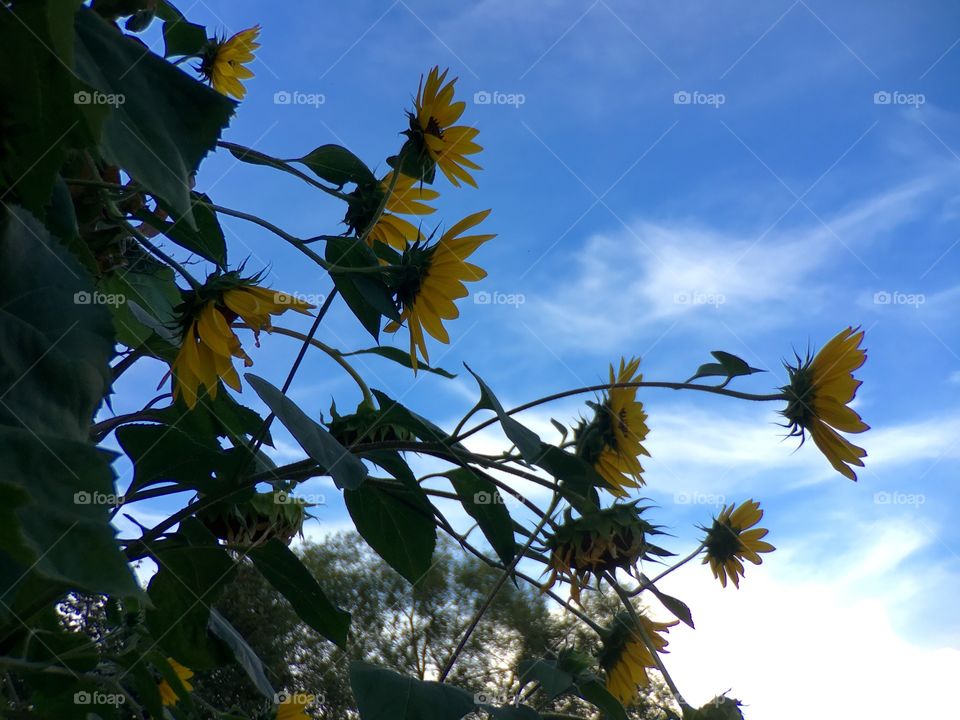 Sunflowers