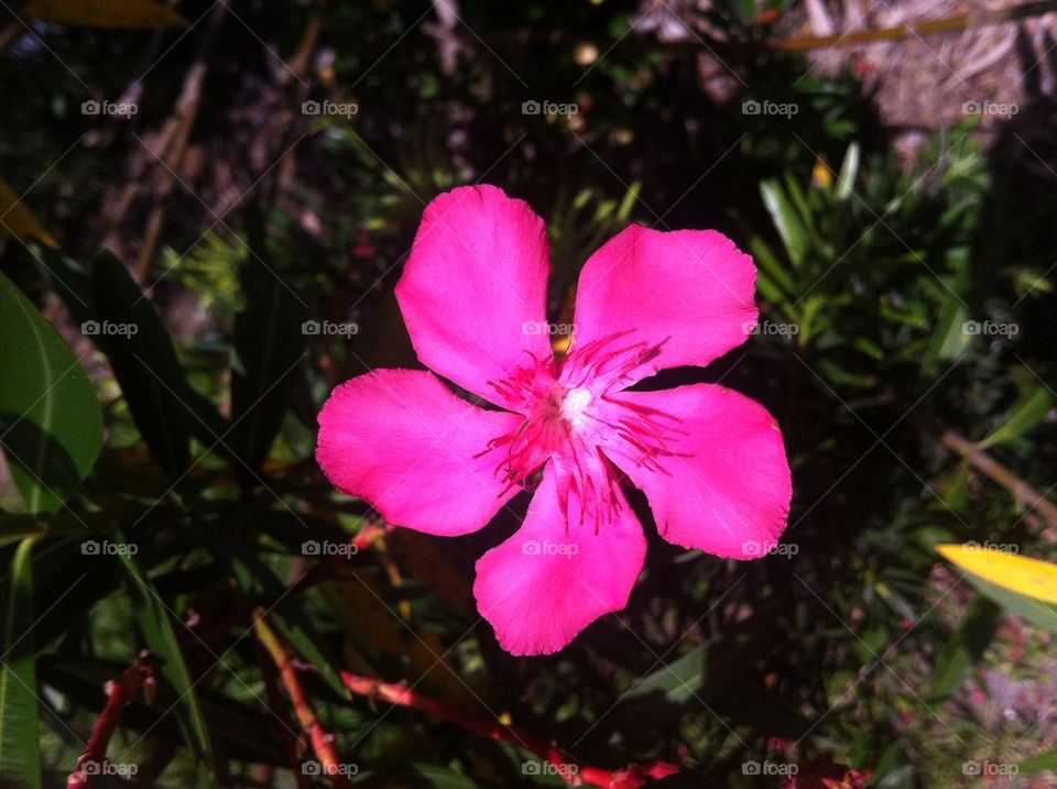 Pink flower. This photo was taken in Sanford, USA.
