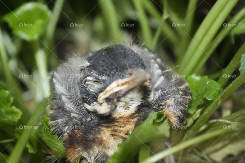 Baby robin. Baby robin resting after mama fed him a worm