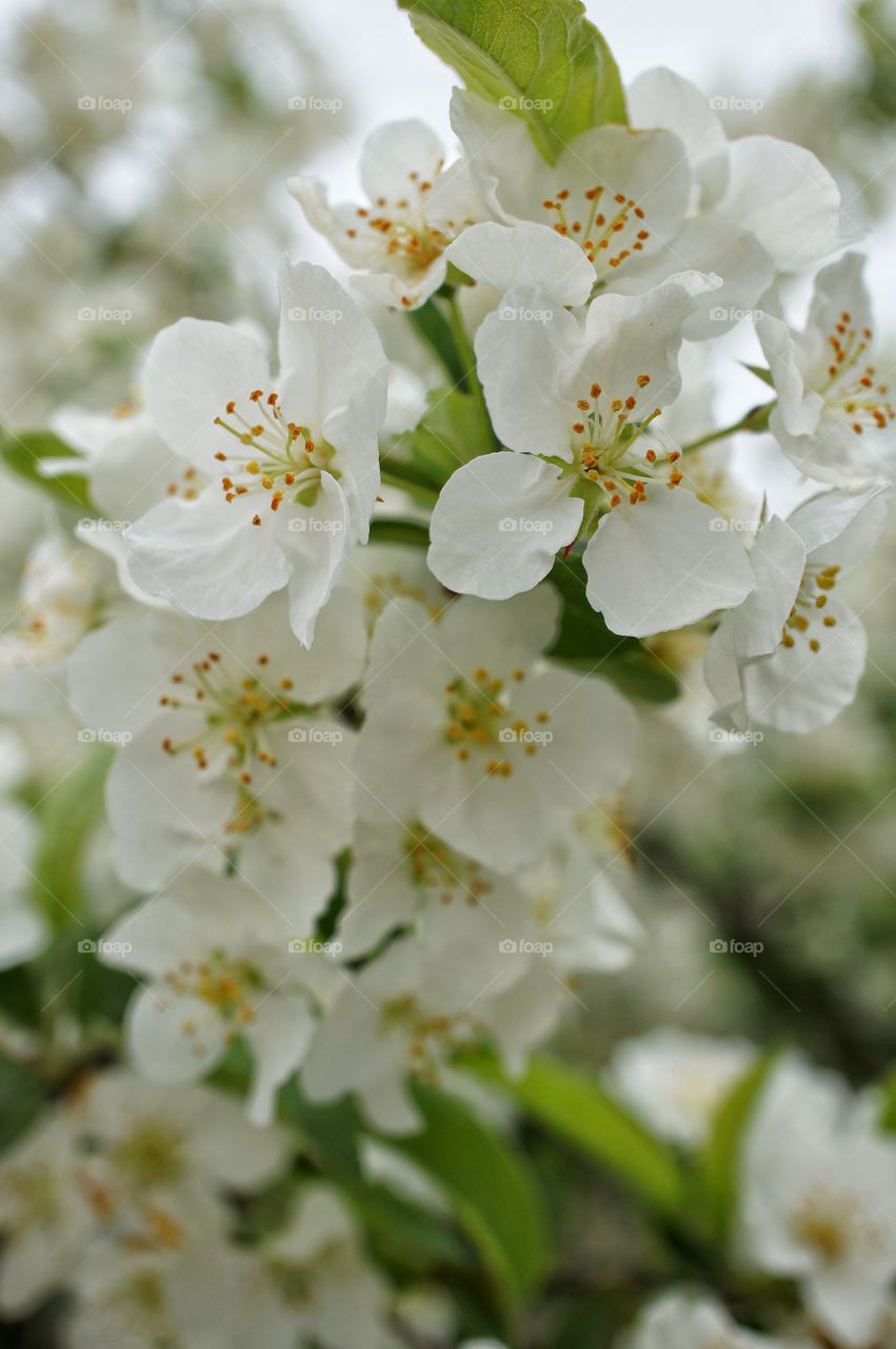 Close-up of white flowers