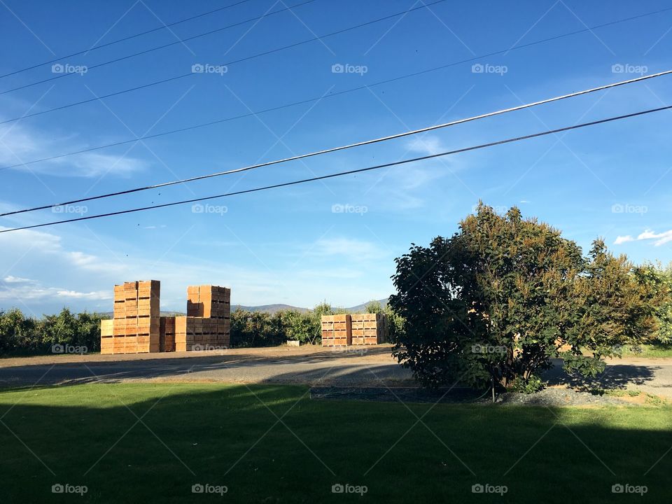 Apple bins