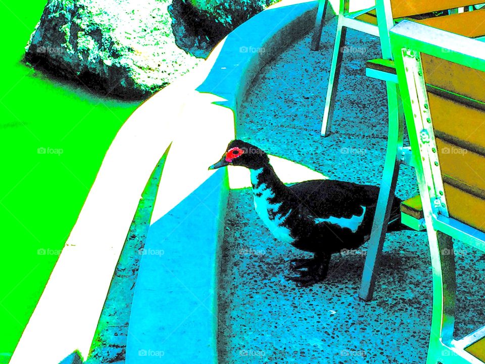 This is also my favor duck with red color around eyes.
Love ducks. Love waters. They are good combinations. Ducks are cute, calm, and peaceful.