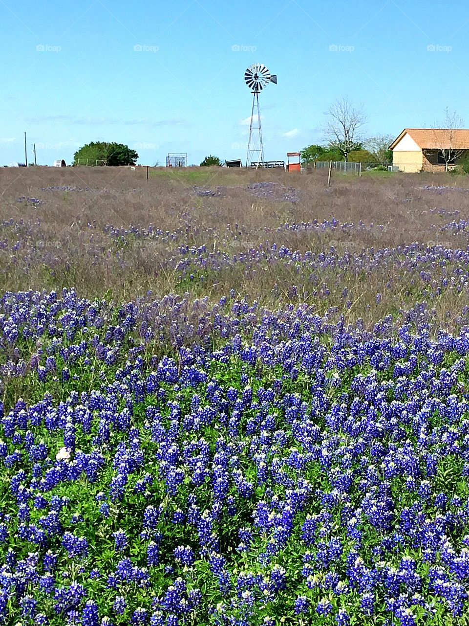 A hillside of blue bonnet flowers cover the landscape of a farmhouse. The shape of the petals on the flower resembles the bonnet worn by pioneer women to shield them from the sun.