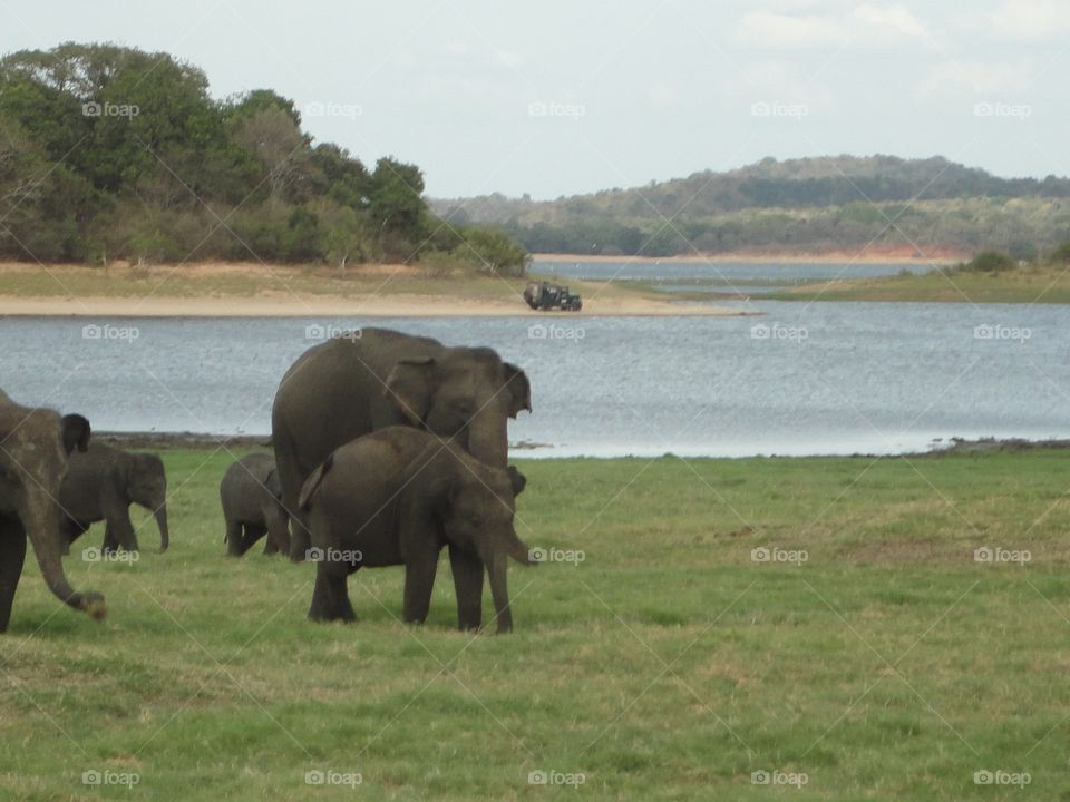 Elephant ( Sri lanka)
