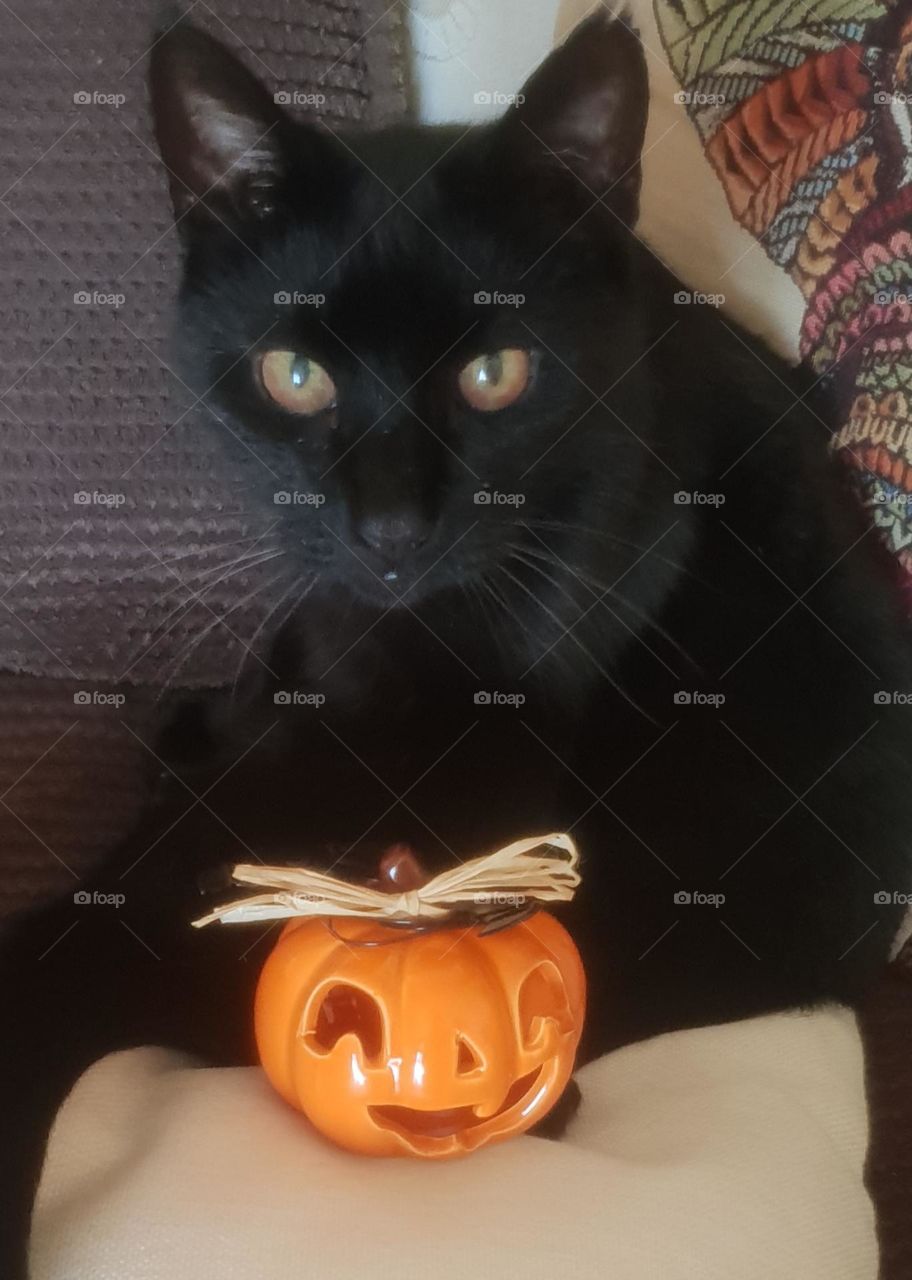 halloween cat