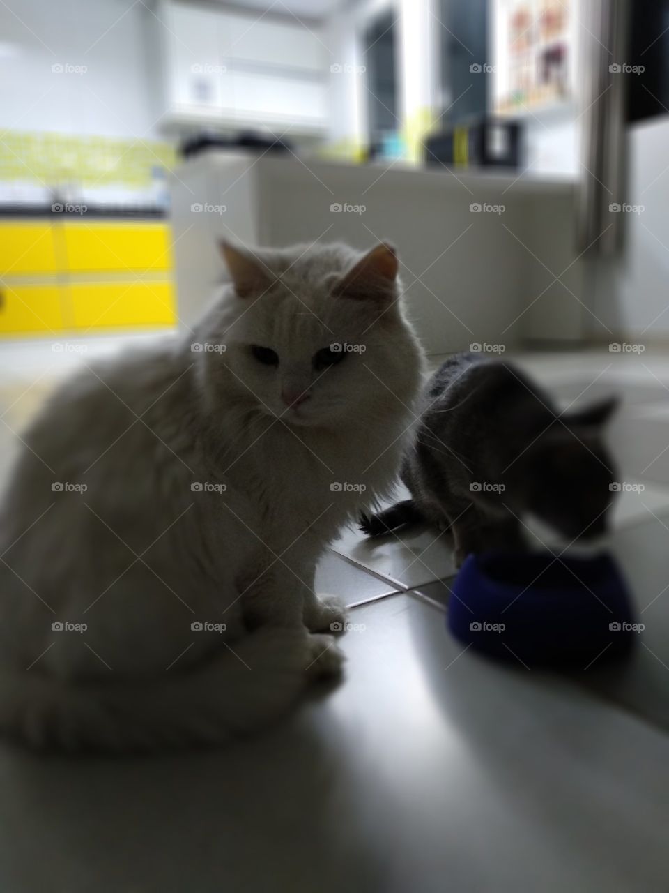 white persian cat in the kitchen waiting for food