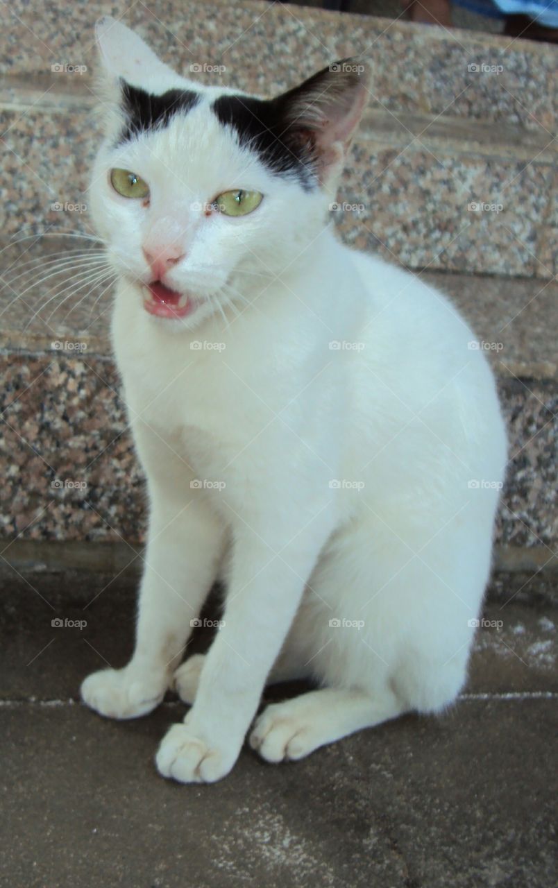 my dearest kitty kurunji seems a Lil angry with me..