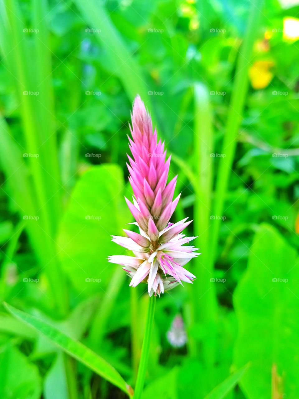 Pink flower