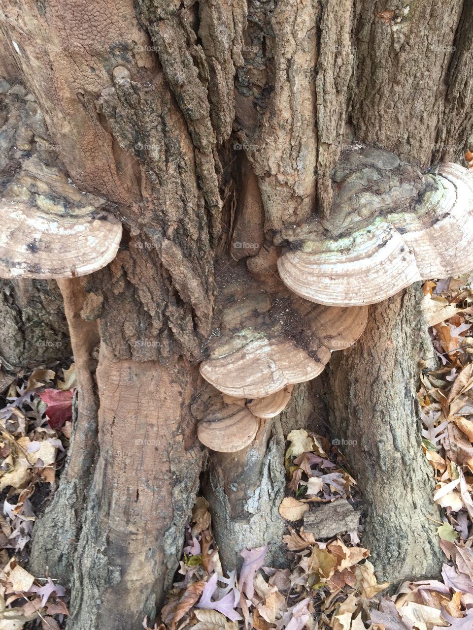 Fall Mushrooms 