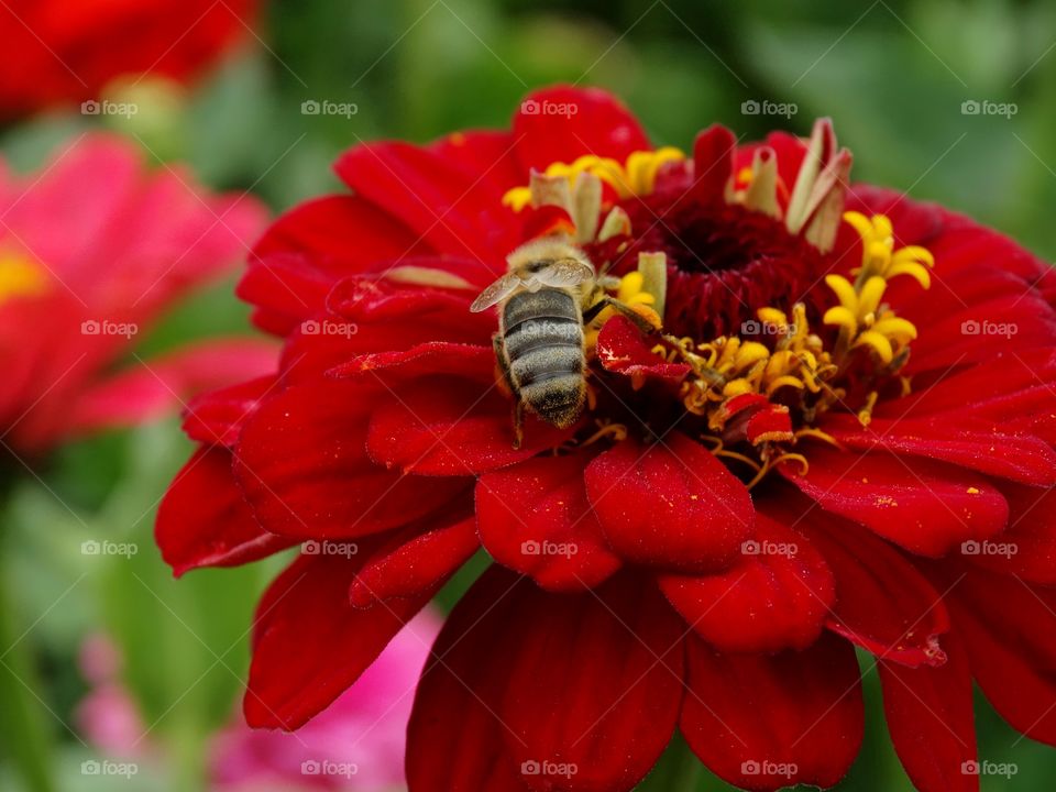 Close-up of bee on red flower