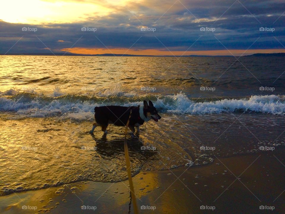 Dog at the beach at sunset