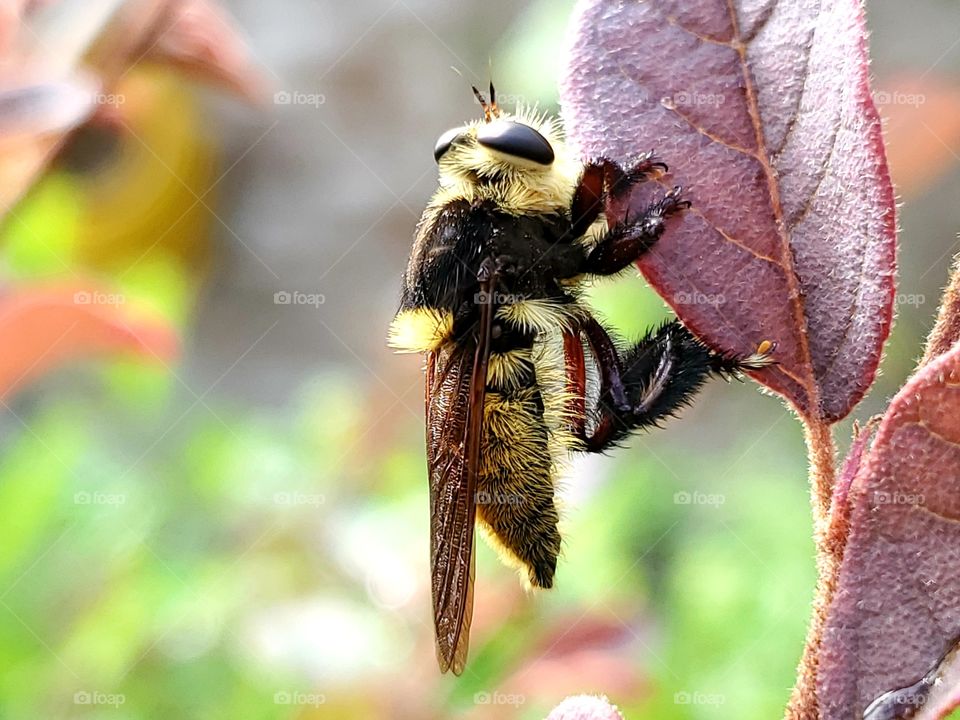 Robber fly. Mallophora fautrix. Bee killer