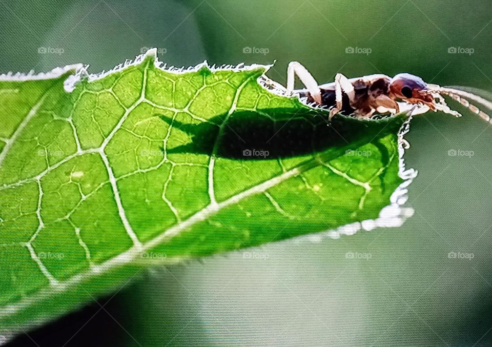 one insecte photography