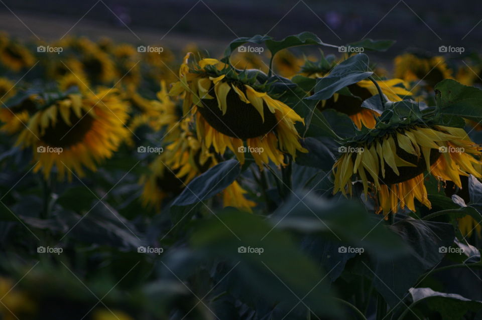 Sunflowers resting!