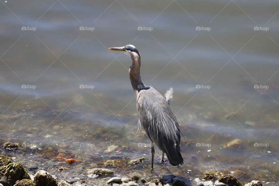 Heron