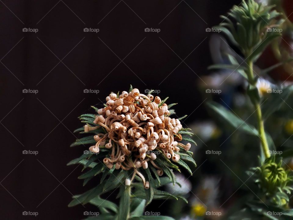 Macro photo of a flower growing in the garden