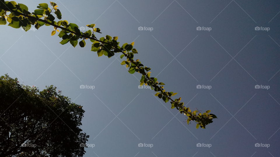 NATURE NATURAL TREE BRANCH