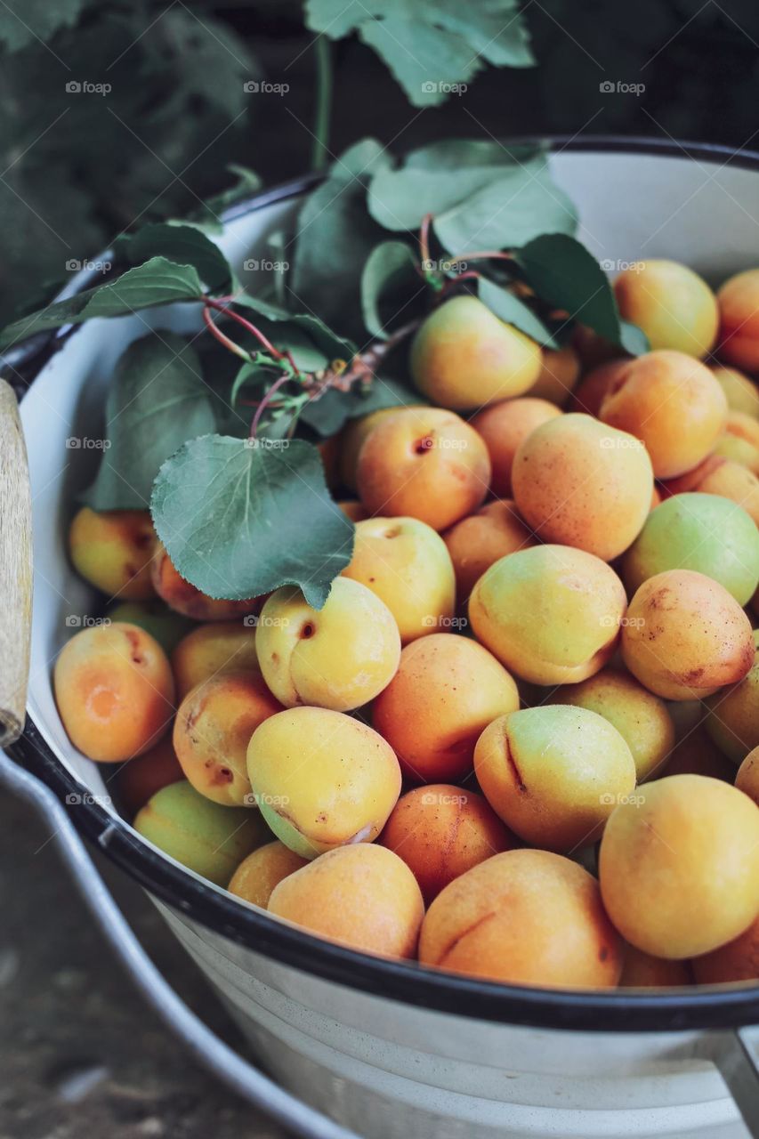 Apricot harvest in a bucket