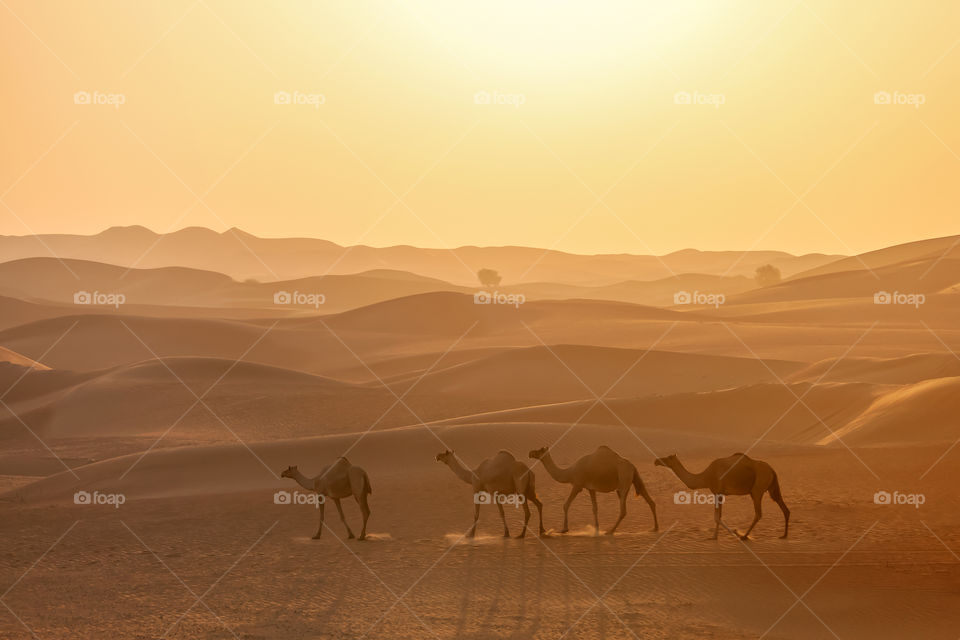 Camels caravan walking in the desert at sunrise
