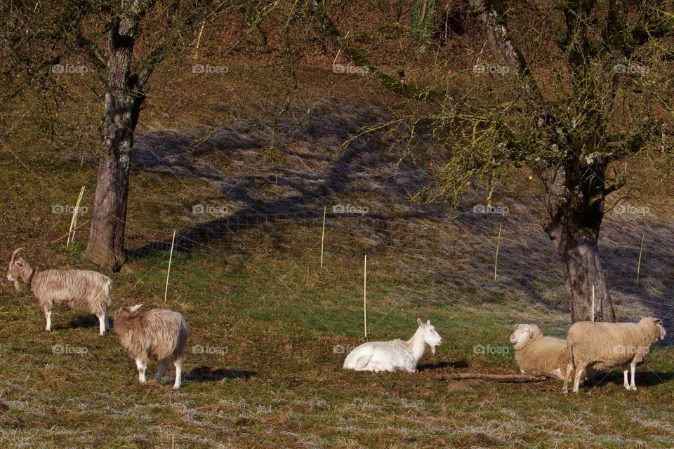 Sheeps on pasture land