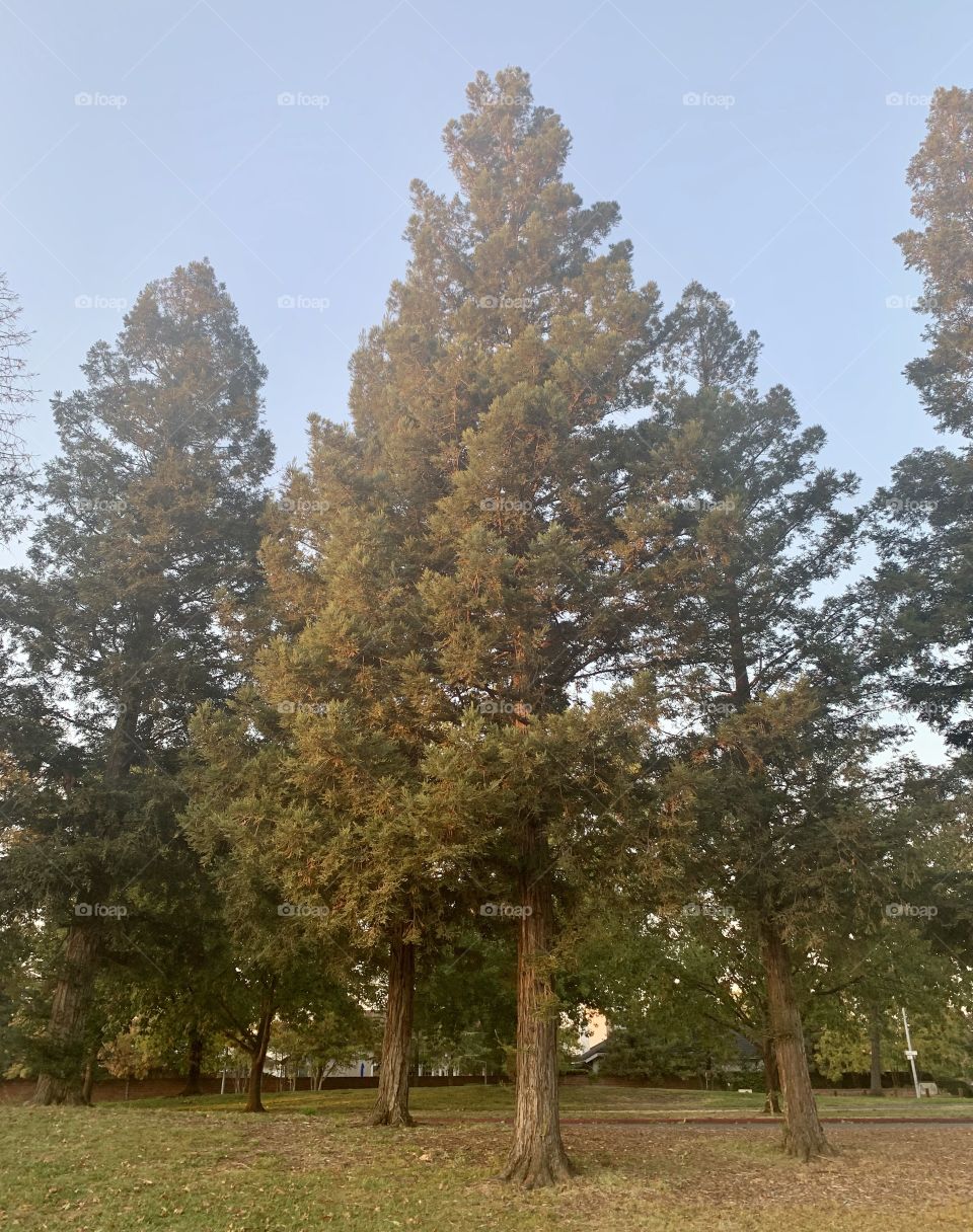 Park trees 