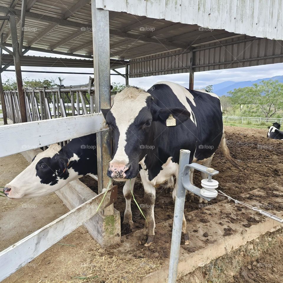 Dairy cows at Chulu Ranch in Beinan Township