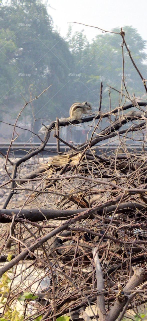 morning time squirrel fun on throns