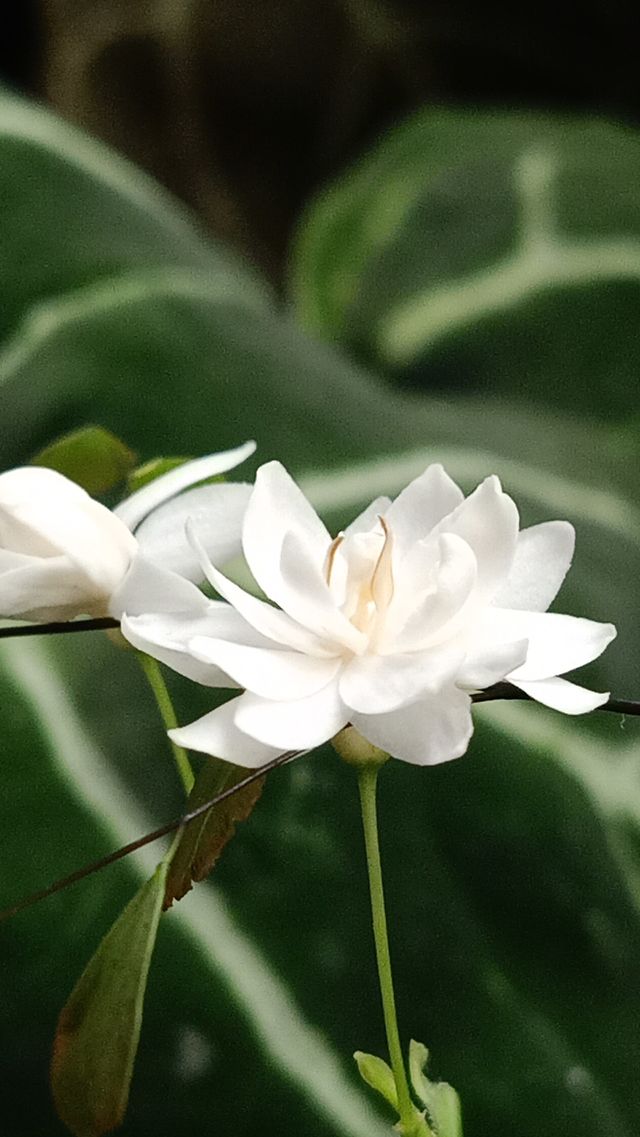white flower