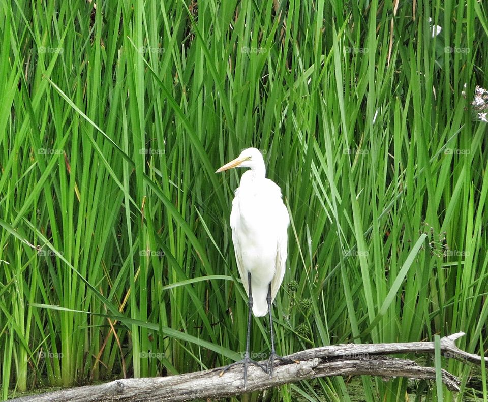 Egret Boucherville Québec 