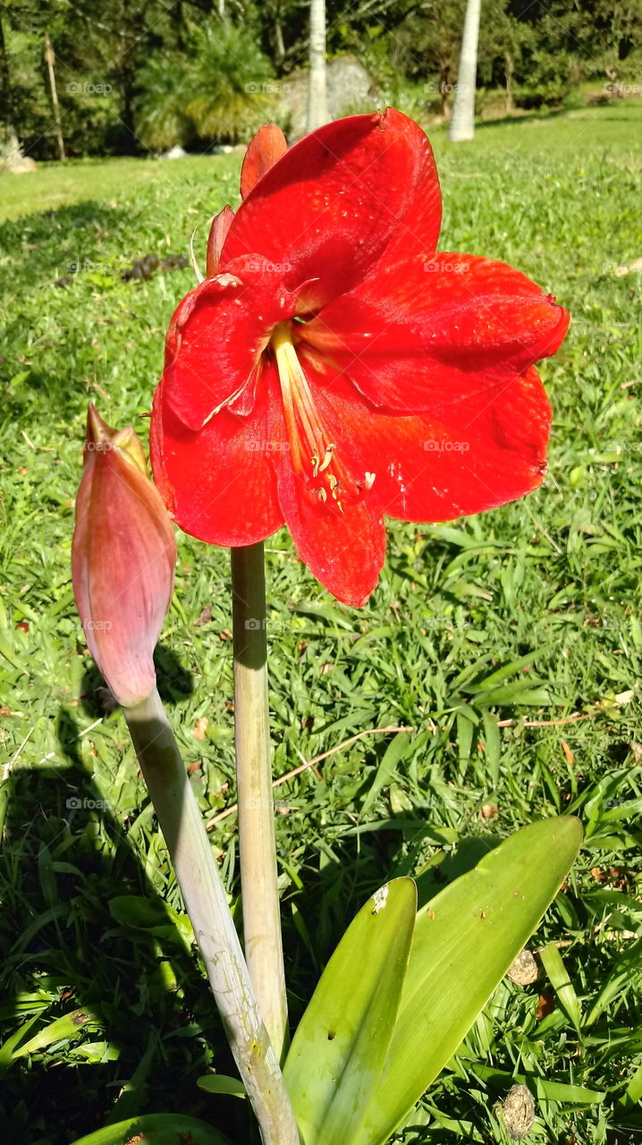 tabieat , tabieiat , tabieiat , nabatiat , manazir tabieiat , biyat , hadiqat , zahrat Hippeastrum papilio (rafyna).