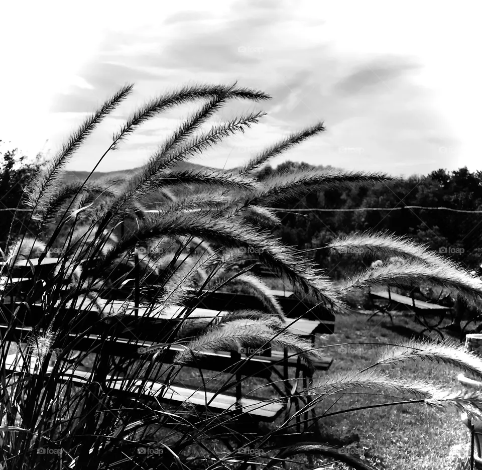 Black and white