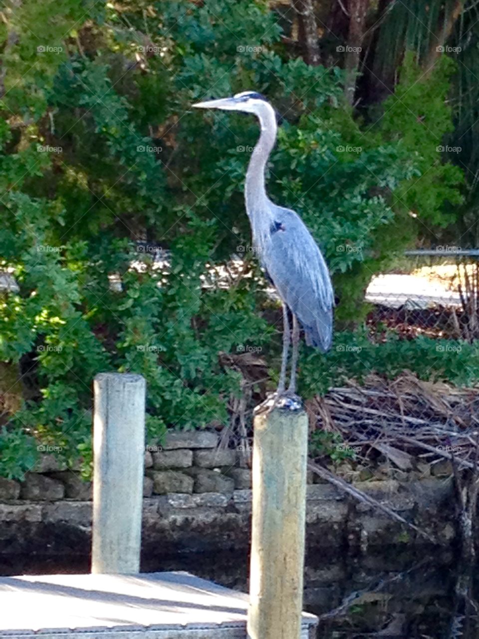 Heron on a piling