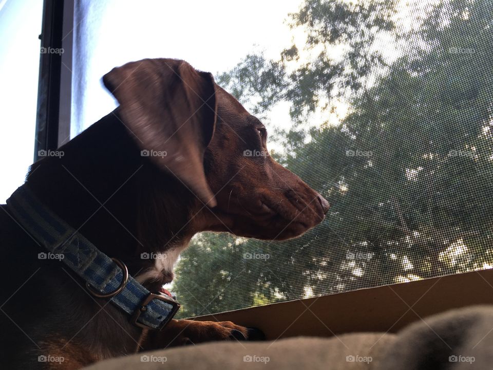 looking out the window