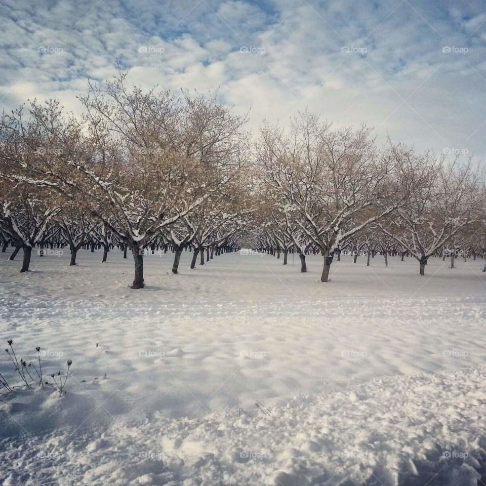 Snowy Orchard