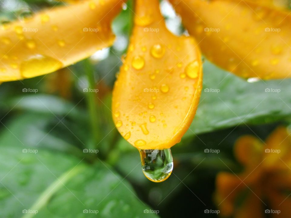 raindrops