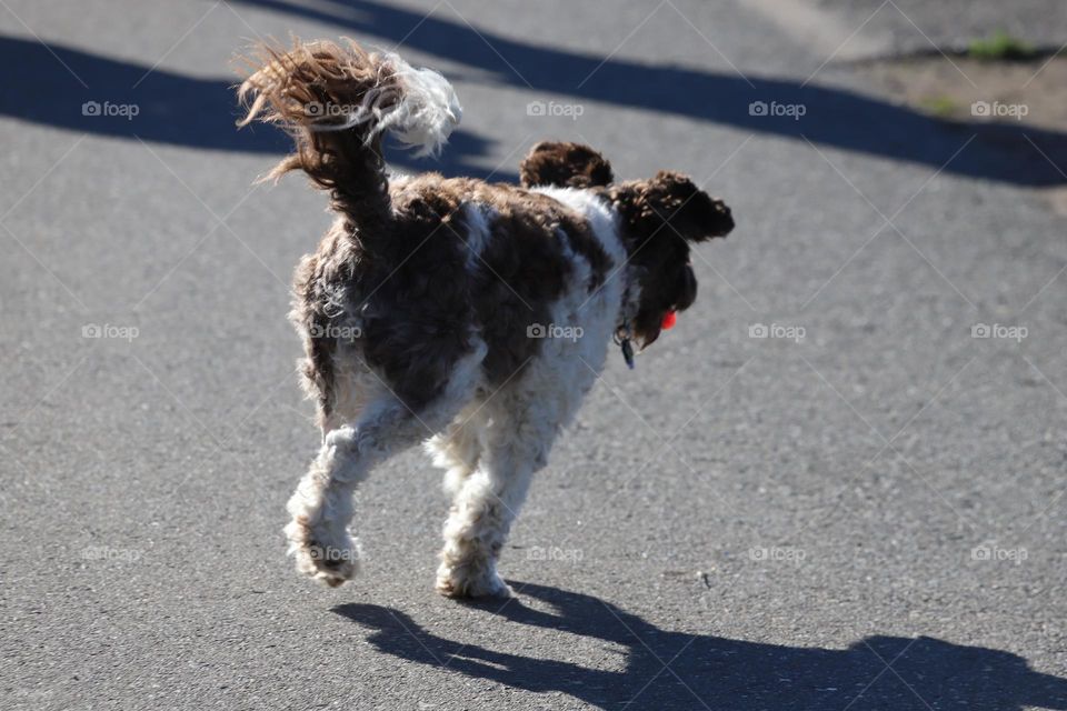 Dog running 