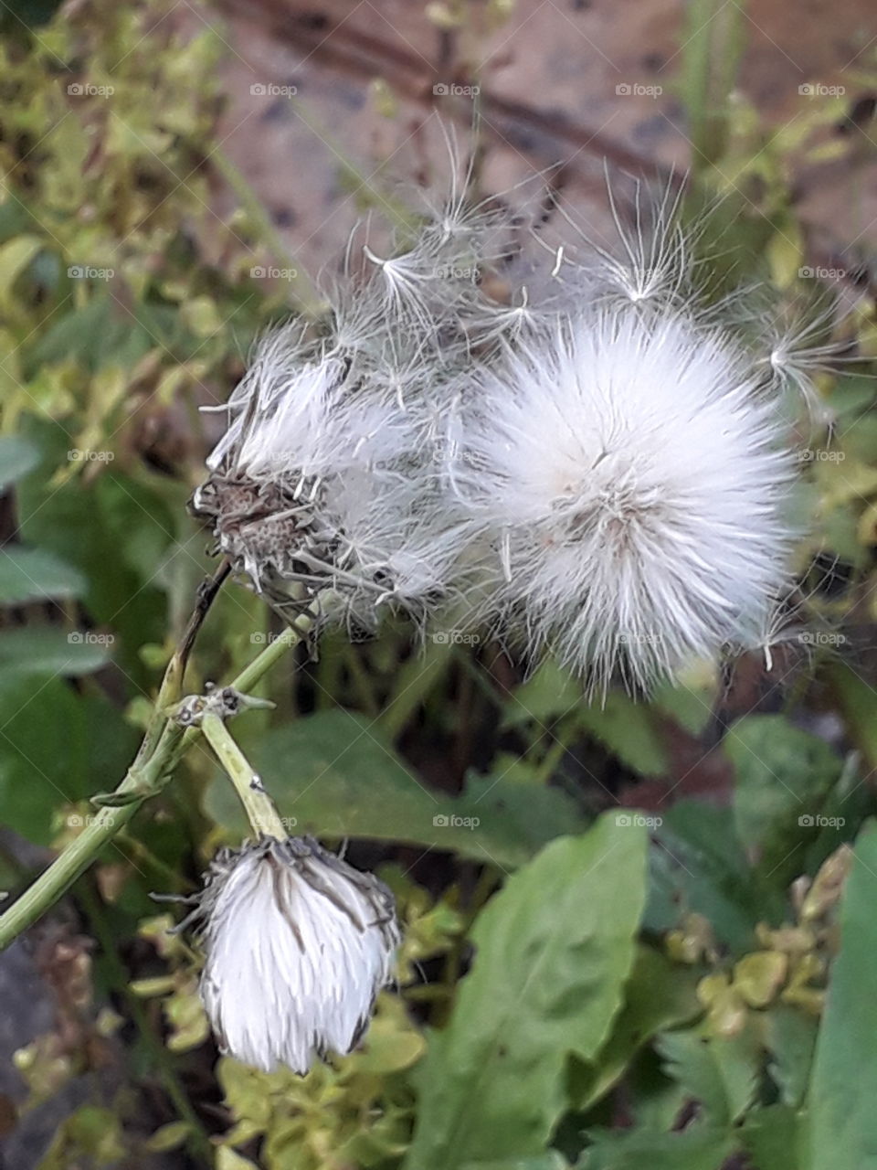 time to fly - white fluffy seeds