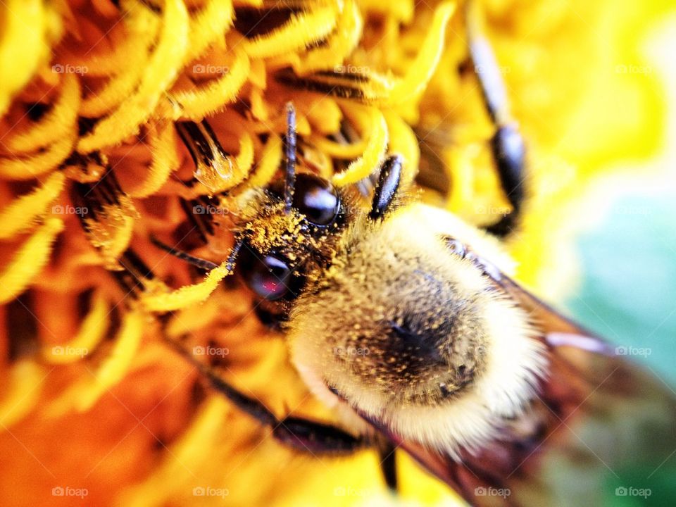 Bumble Bee Macro