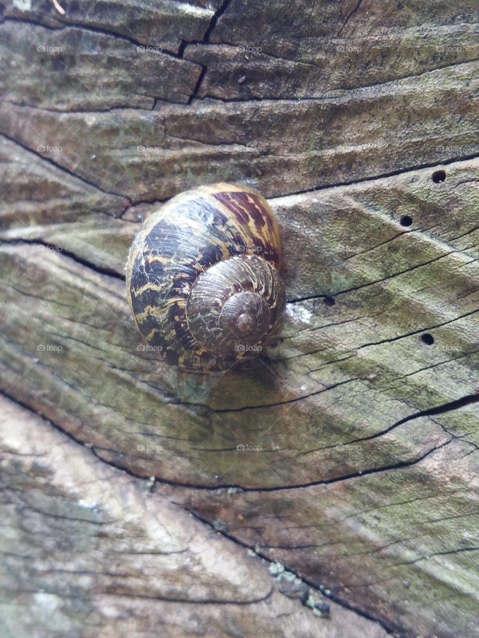snail time