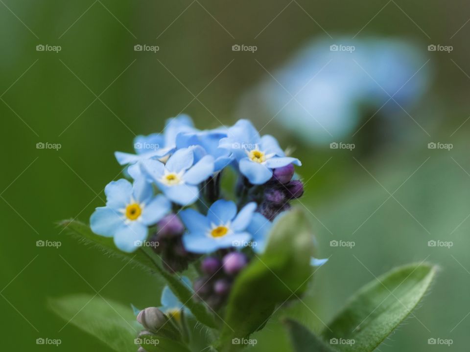 Forget-me-not flower