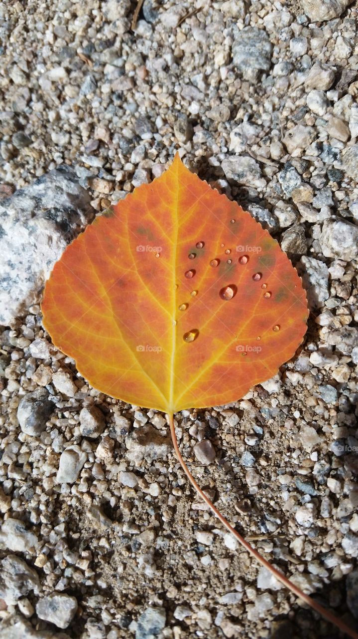 Beautiful fallen leaf on a path in the woods