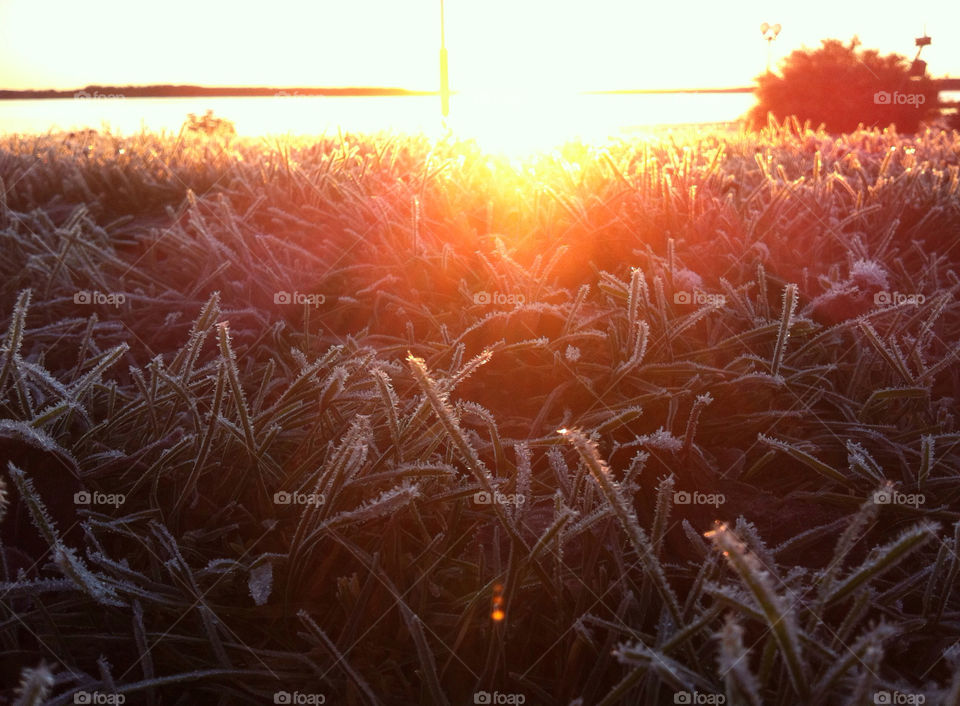 winter grass morning sun by Sequoia