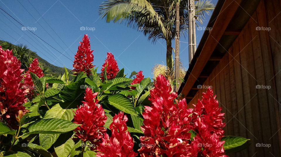 Megakepasma erythrochlamys ou Capote vermelho é um arbusto pertencente a família botânica