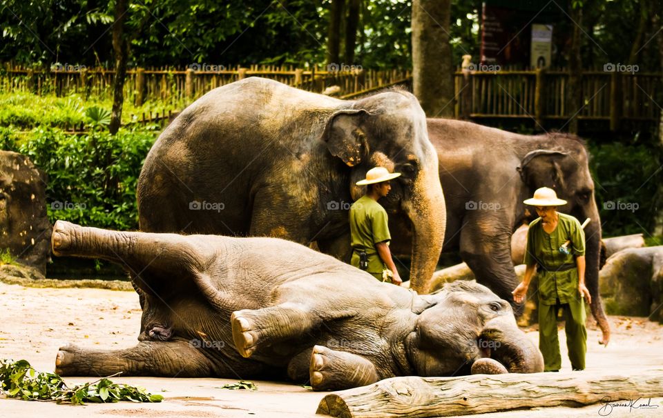 Elephant Show, Singapore