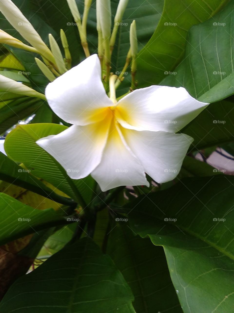 White Yellow Plumeria